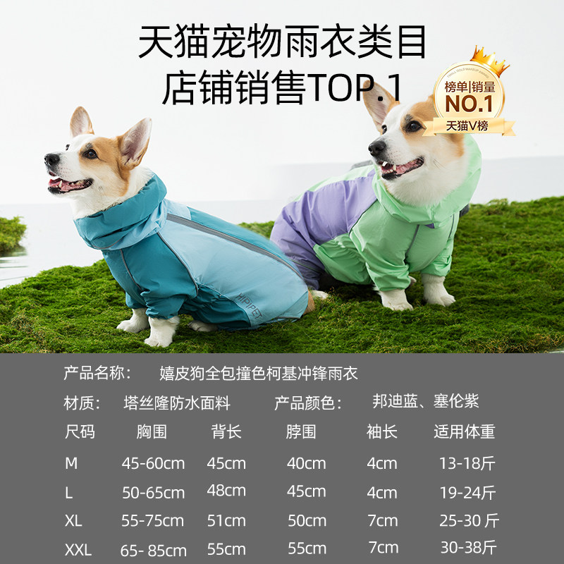 Cute Corgi’s raincoat is both beautiful and practical
