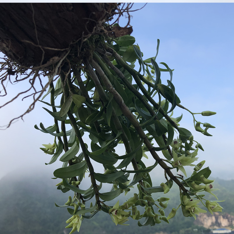 种好带木桩发货雁荡山铁皮石斛苗盆栽三年大苗植物趣味办公室阳台