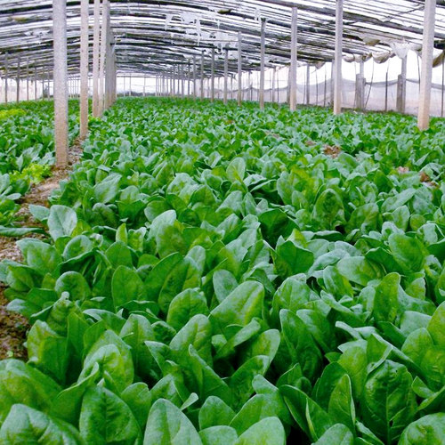 蔬菜种子农家辣椒香菜孑各种阳台春秋南北方四季青菜籽种大全 - 图1