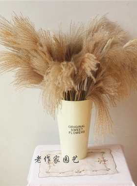 拂尘花天然芦苇干花花束装饰摆件