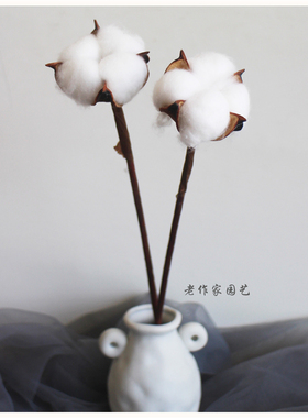 精选A级天然白色棉花桌面卧室干花包干花仿真家居装饰拍摄道具