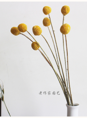 云南天然黄金球干花永生拍摄道具