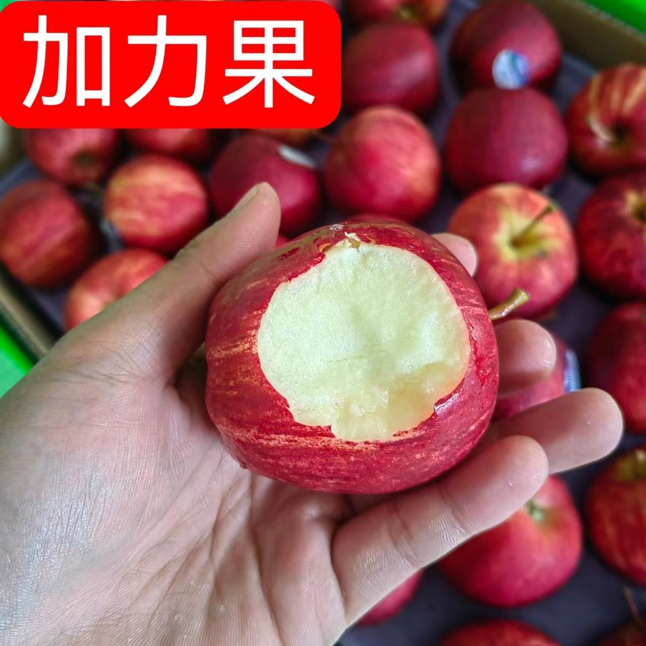 新西兰加力果大果高档进口嘎啦苹果gala果红玫瑰当季脆甜顺丰包邮 - 图0