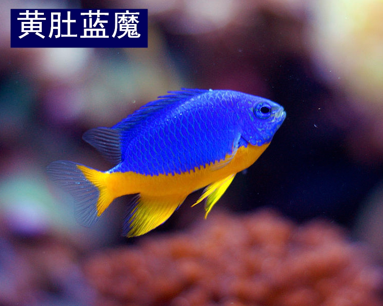 海水鱼观赏鱼 青魔蓝魔三间雀三点白金丝雀黄魔蓝天堂粉魔雀鲷鱼