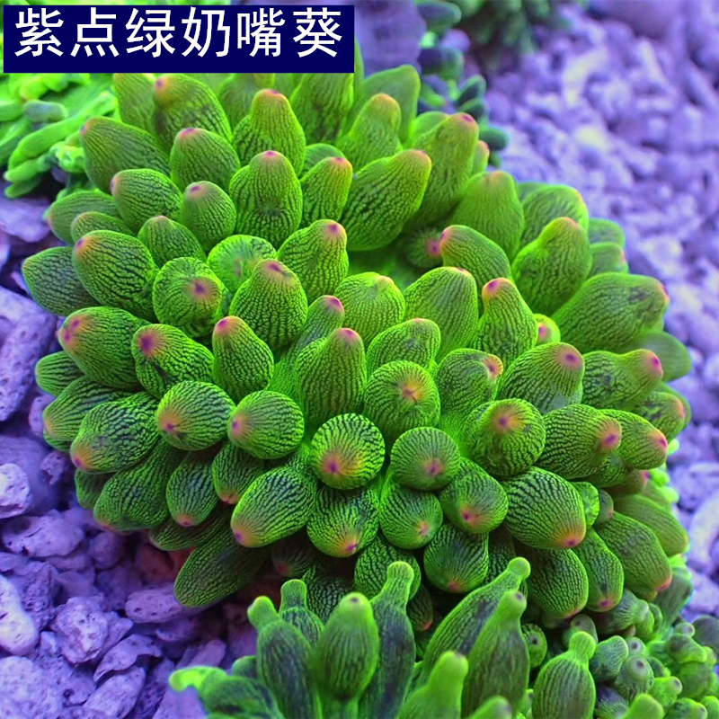 奶嘴海葵 荧光绿奶嘴葵 紫点奶嘴葵 紫点葵 白紫点海葵 海水活体 - 图0