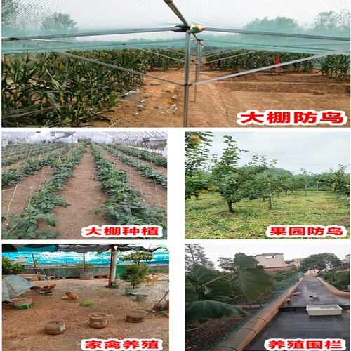 户外养殖网防鸟网果树防鸟用的网加厚尼龙网天网果园鱼塘防鸟用网 - 图2