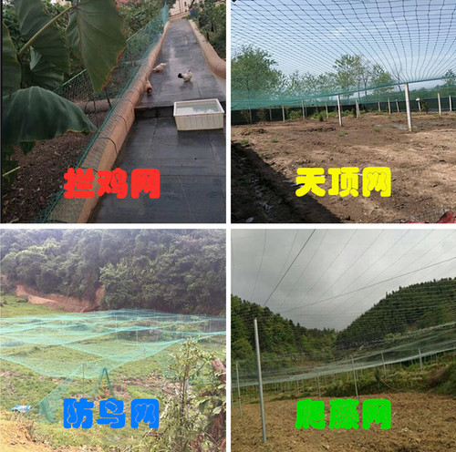 户外养殖网防鸟网果树防鸟用的网加厚尼龙网天网果园鱼塘防鸟用网 - 图0