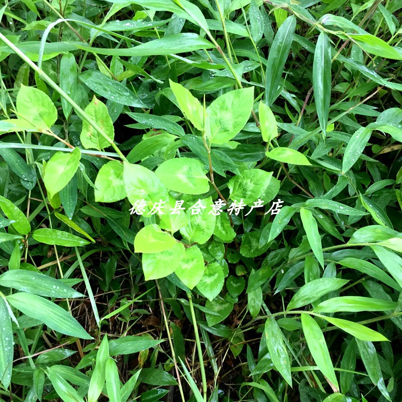 新鲜火炭母 火炭藤止痒草赤地利白饭草500g祛湿茶中草药满3斤包邮 - 图2