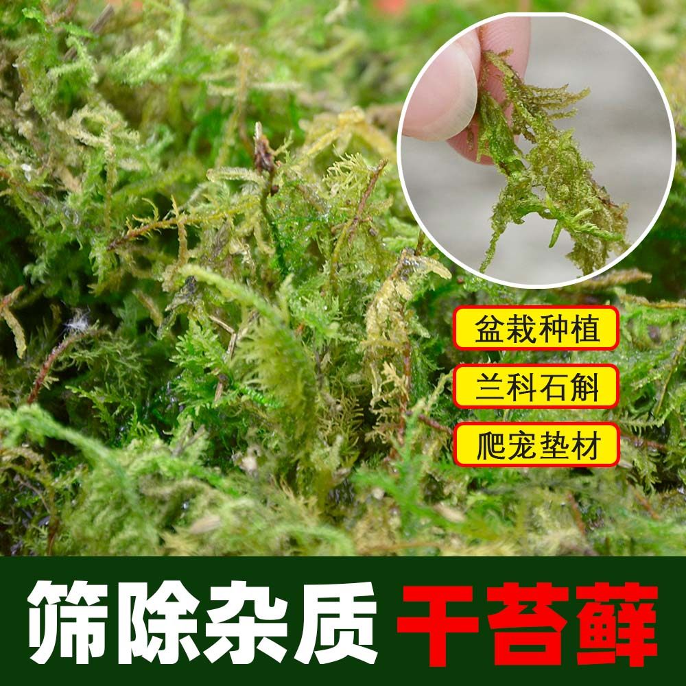 干苔藓水苔青苔兰花蝴蝶兰石斛种植专用营养土植料乌龟冬眠水台,淘宝优惠券,粉丝福利购,淘宝优惠卷