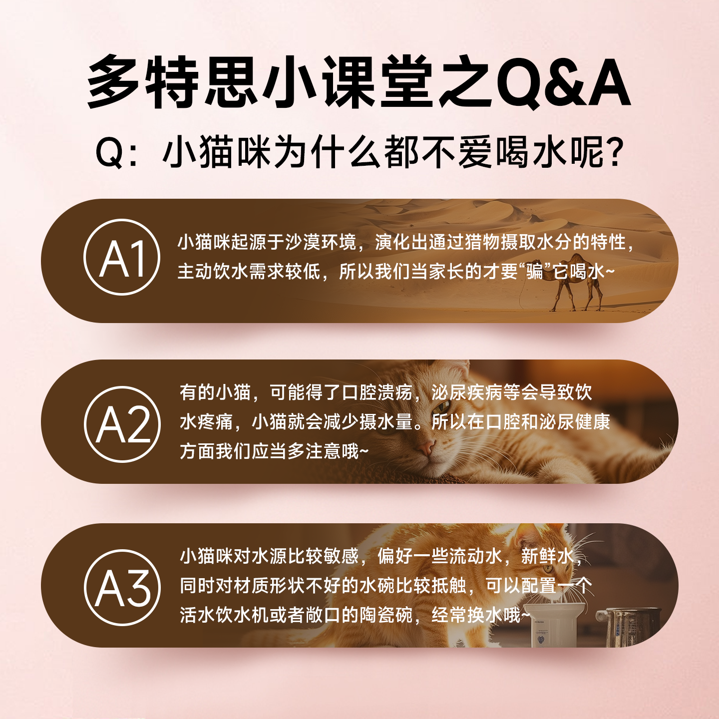 多特思猫主食罐头轻莓煮茶餐盒成幼猫湿粮奶糕罐头猫饭补水非零食,淘宝优惠券,粉丝福利购,淘宝优惠卷