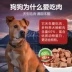 Dotce Puppy Dog Food Golden Retriever Bear Size Dog Natural Fresh Meat Wet Dog Food 10kg Sữa Cake Puppy - Chó Staples