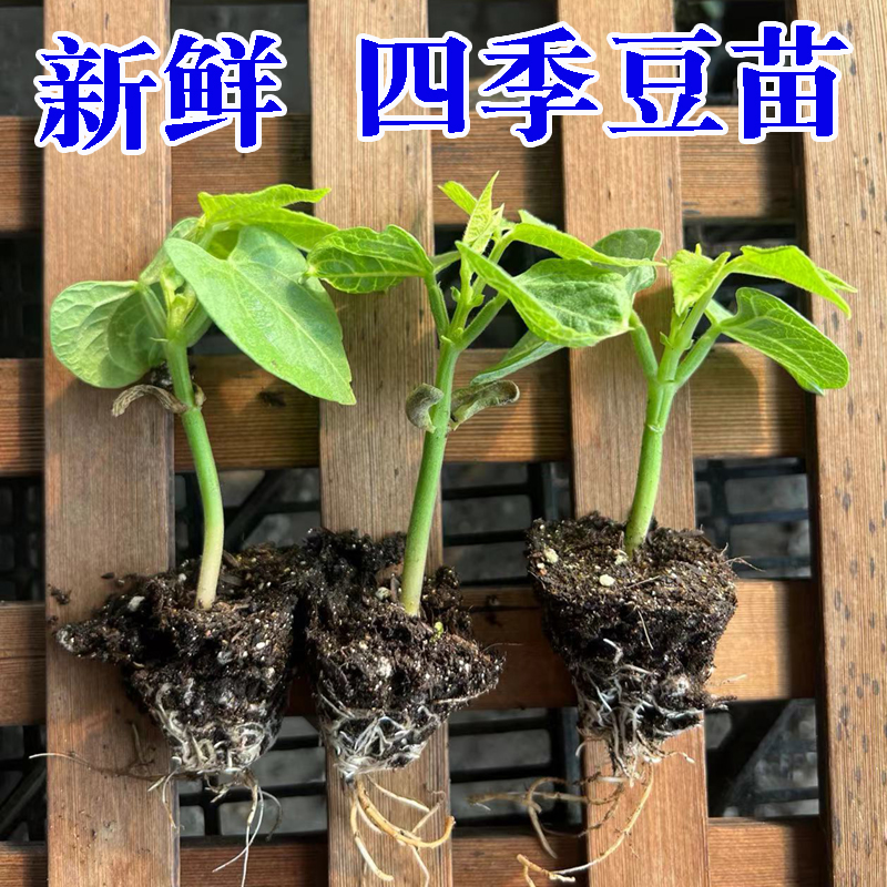 高产无架豆豇苗四季豆苗种子籽无需搭架阳台盆栽豆角蔬菜苗种苗孑