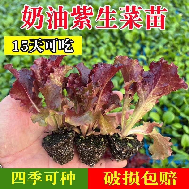 紫叶孔雀生菜紫罗莎紫罗马生菜苗苗秧带土球红皱结球奶油直立大速,淘宝优惠券,粉丝福利购,淘宝优惠卷