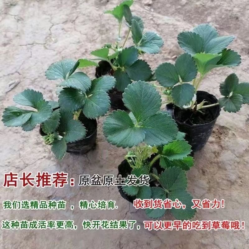 【一物一拍】草莓苗奶油地栽盆栽食用牛奶特大地栽盆栽台种植苗当,淘宝优惠券,粉丝福利购,淘宝优惠卷