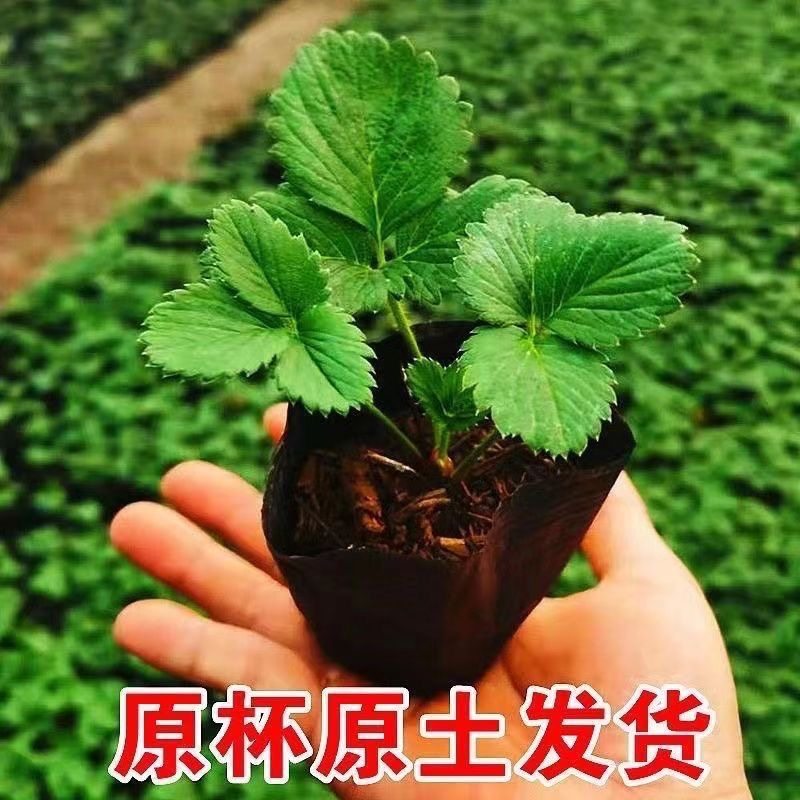 【一物一拍】草莓苗奶油地栽盆栽食用牛奶特大地栽盆栽台种植苗当,淘宝优惠券,粉丝福利购,淘宝优惠卷