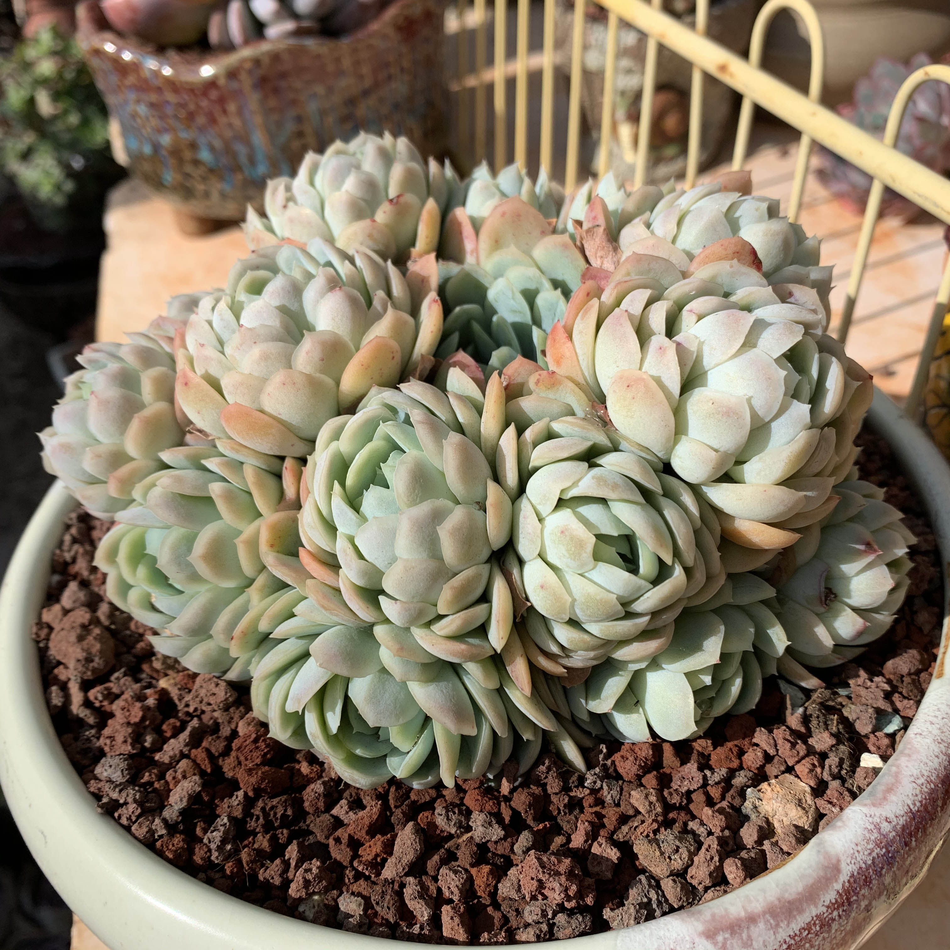 清仓冬季好养耐寒多肉植物超大群生小叶冰梅室内组合大盆栽不含盆