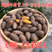2023 New goods and maple bridge fragrant torreya farmhouse special produce large grain parsley with 500 gr canned nuts for frying