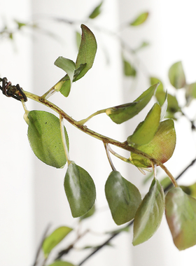 碧洛蒂斯仿真绿植藤蔓客厅餐桌