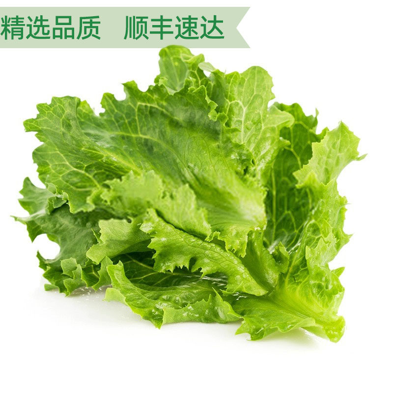 罗莎绿新鲜绿毛生菜绿珊瑚散叶清洗即食蔬菜轻食沙拉菜西餐厅食材,淘宝优惠券,粉丝福利购,淘宝优惠卷