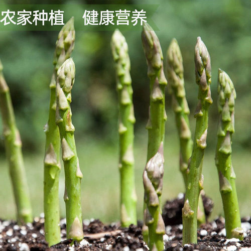 青芦笋新鲜采摘去白根农家菜当季蔬菜龙须菜西餐厅轻食烧烤沙拉菜 - 图3