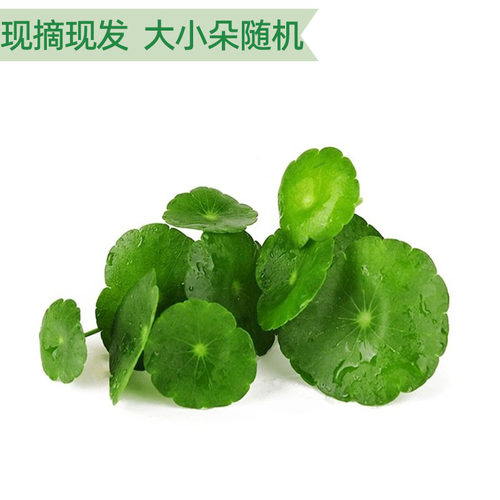 新鲜铜钱草旱金莲叶金钱草西餐摆盘烘培日料蛋糕装饰点缀花草50片 - 图1