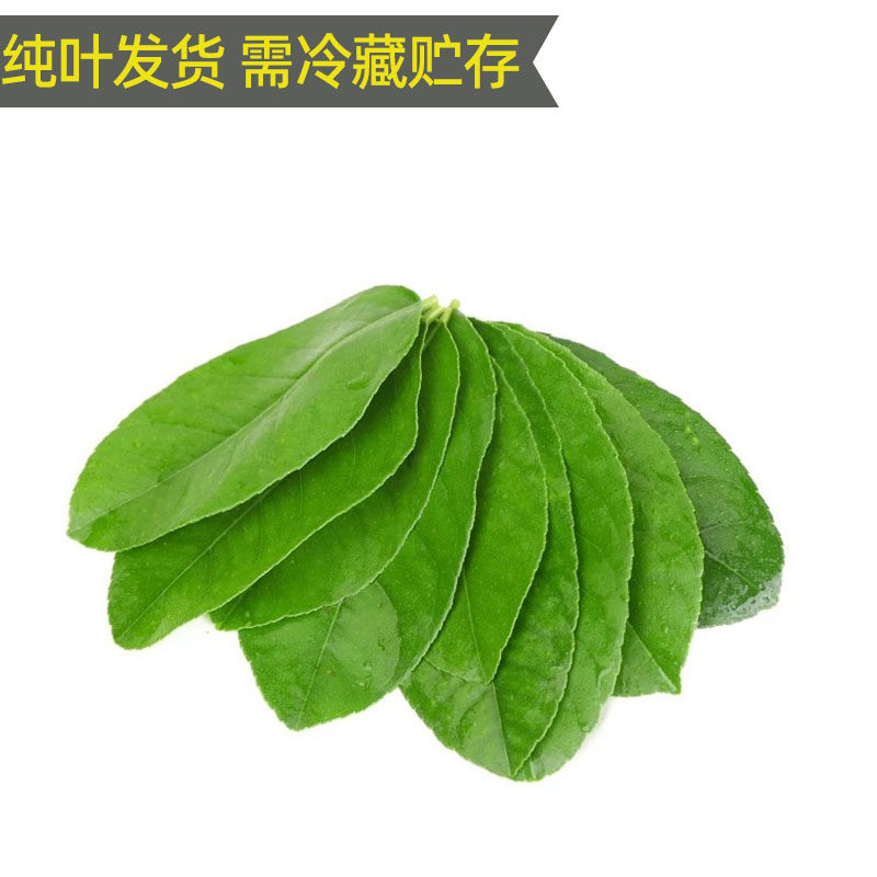新鲜柠檬叶香水柠檬纯叶子鱼生切丝饮品配料泰国冬阴功汤调味食材,淘宝优惠券,粉丝福利购,淘宝优惠卷