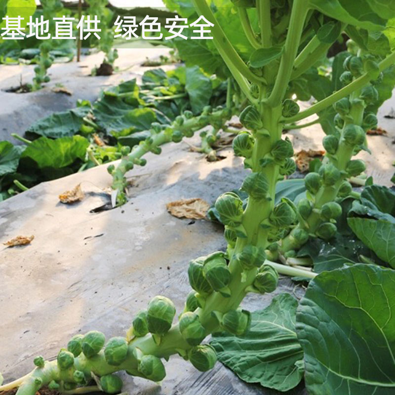 孢子甘蓝新鲜抱子甘蓝小包菜小卷心菜食用椰菜仔西餐沙拉食材蔬菜-图2