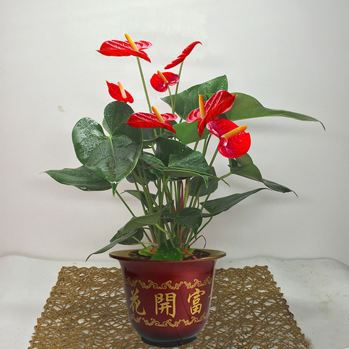 大型红掌盆栽白掌粉掌好养植物开花火鹤花卉大盆绿植室内客厅 - 图1