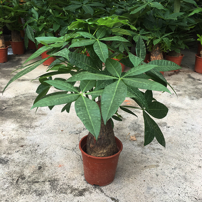 发财树盆栽植物客厅绿植大盆景四季常青办公室好养阳台室内吸甲醇