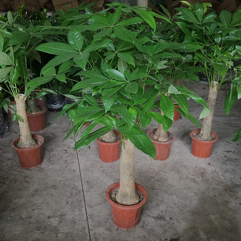 发财树盆栽植物客厅绿植大盆景四季常青办公室好养阳台室内吸甲醇