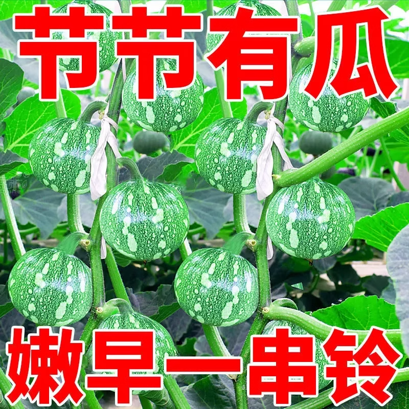 嫩早一串铃南瓜种种子阳台高产早熟小南瓜籽四季庭院种植蔬菜种子-图1