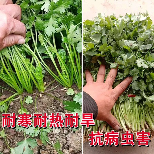四季大叶香菜种子耐寒老品种抗热香菜四季香菜种子小叶香菜种子籽 - 图1
