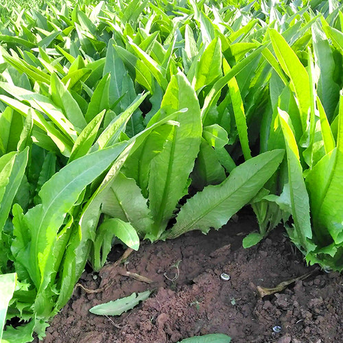 宽叶香甜油麦菜种子口感为鲜嫩清香盆栽四季蔬菜种子好吃好种春季 - 图0