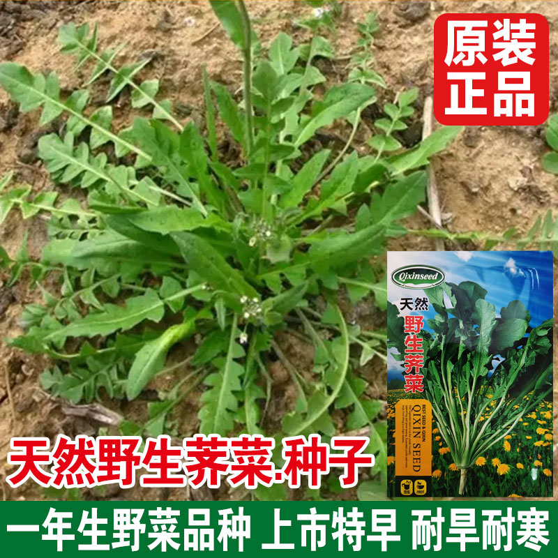 野生大叶荠菜种籽荠菜种子阳台地菜四季盆栽蔬菜孑苗大全野菜种子 - 图2