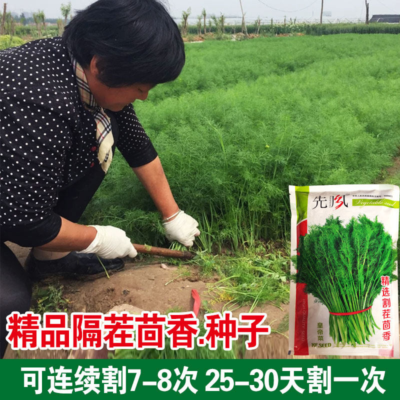 割茬小茴香种子茴香种籽菜种籽大全四季南方阳台盆栽易种蔬菜种孑_虎窝淘