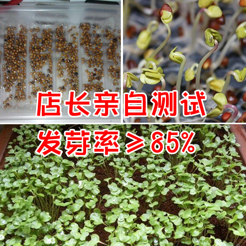 特长冈水萝卜种子 红皮白肉水萝卜 泡菜胭脂萝卜 口感清脆易种植,淘宝优惠券,粉丝福利购,淘宝优惠卷