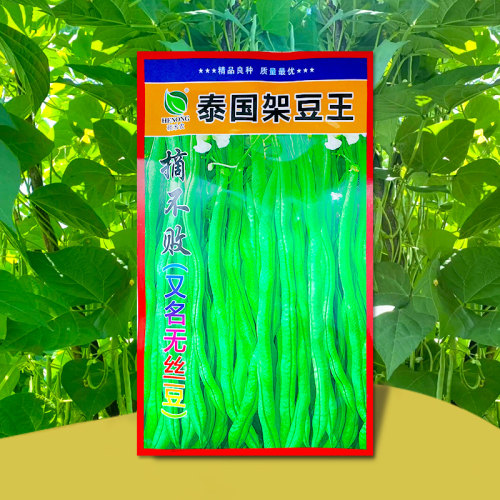 无筋豆豆种四季豆种孑泰国架豆王高产长豆角种子国产春季秋季简单 - 图2