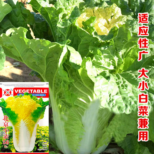 传统老品种快菜北京小杂56黄心花大白菜种子小型快菜耐热耐湿抗病 - 图0