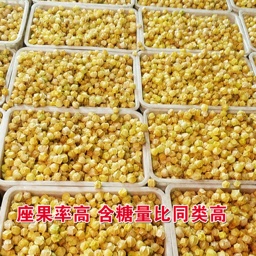 小姑娘种子黄菇娘果种红灯笼果实种子果阳台盆栽观赏水果种子 - 图1