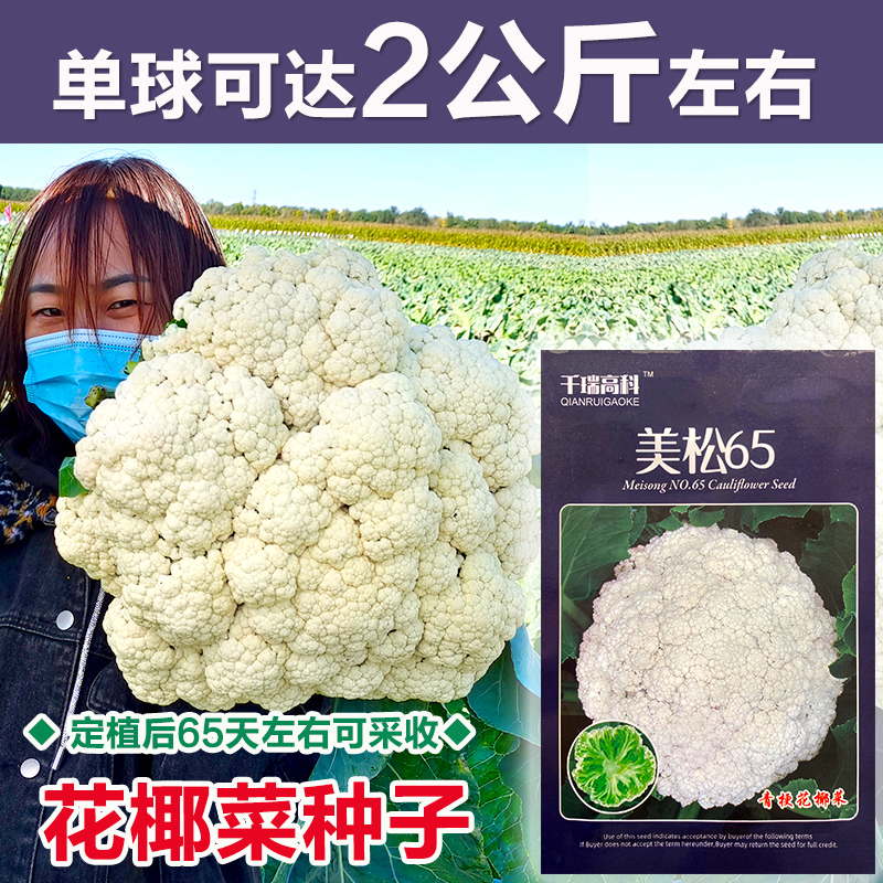 青梗松花菜种子花菜种籽菜花苗子耐寒耐热大面积包邮布鲁斯-图1