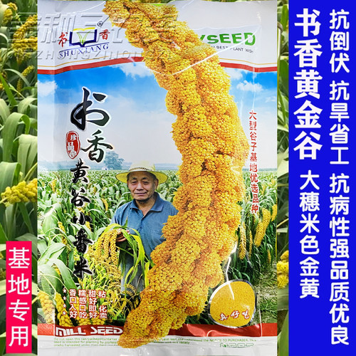 黄金谷吨谷一号小米种子春季矮杆大穗谷种谷子种子黄谷粟米小香米 - 图2