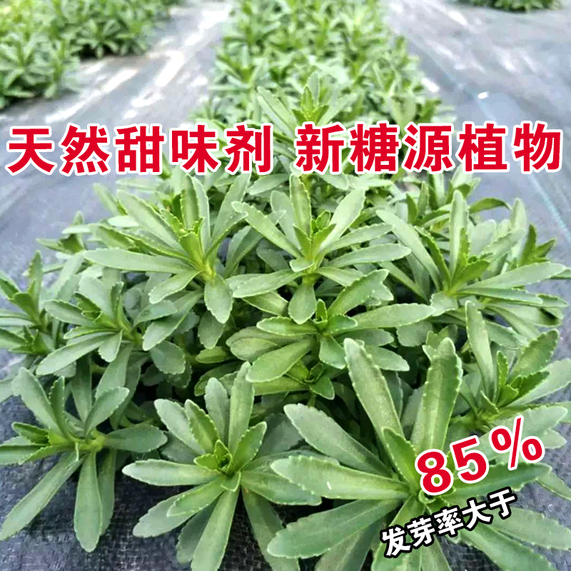 养心菜救心菜救心草高钙菜景天三七费菜种苗种子茶粉新鲜绿色蔬菜-图1