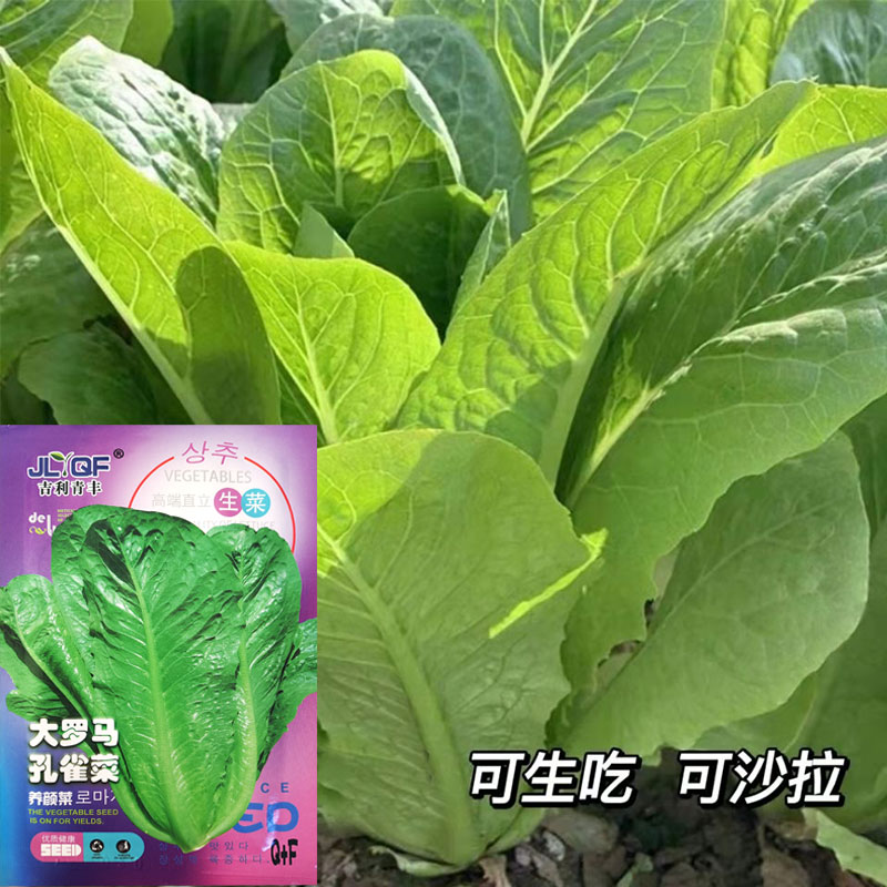 孔雀菜种籽生菜种孑四季生菜种籽阳台盆栽罗马生菜种子菜籽种大全-图2