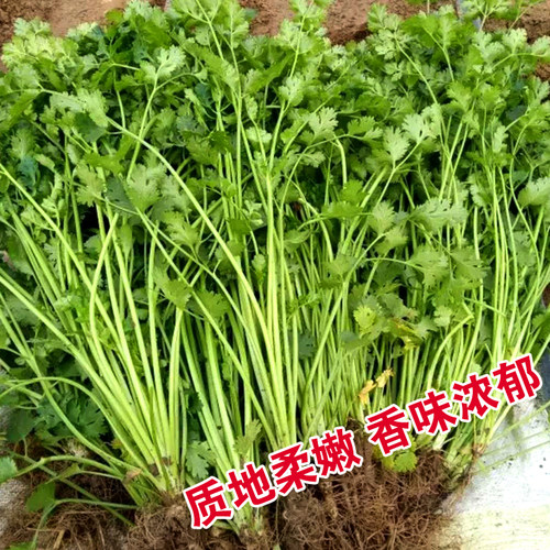 四季大叶香菜种子耐寒老品种抗热香菜四季香菜种子小叶香菜种子籽 - 图0
