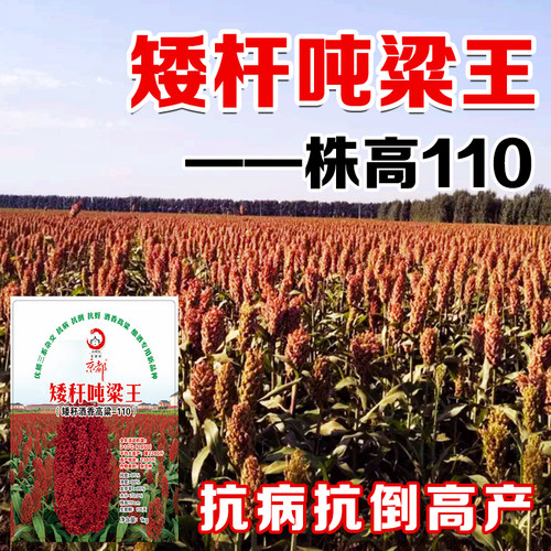 矮杆酒糯高粱王超吨铁杆100红高粱种子 矮杆抗鸟酿造型高产高粱籽 - 图2