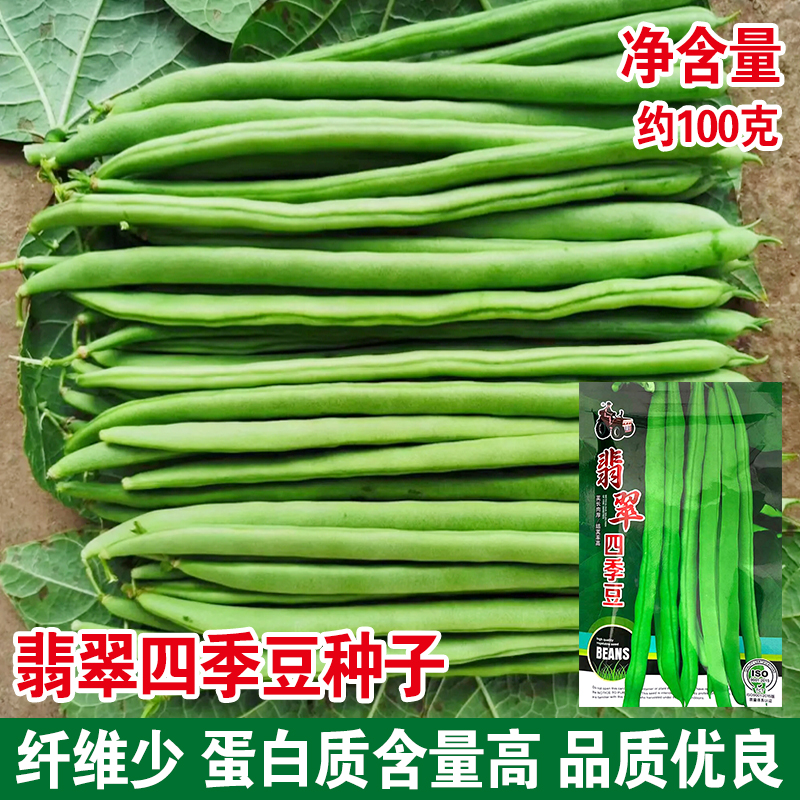 嫩玉豌豆小金豆种子豆仁甜脆青豌豆种籽四季豆蔬菜孑农用豆角籽种