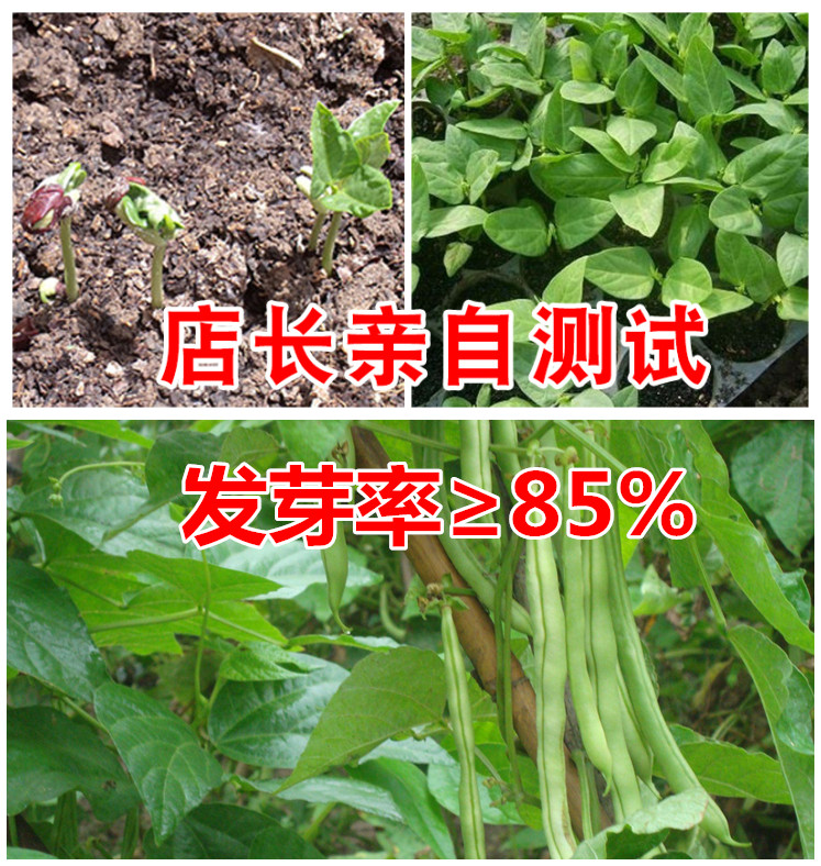 无丝泰国地豆王特嫩不搭架四季豆角种子庭院阳台盆栽植物春季夏季 - 图1