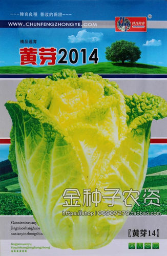 四季蔬菜种子 快菜黄芽 脆嫩好吃 白菜种子嫩磕口火锅佳菜 小白菜 - 图0