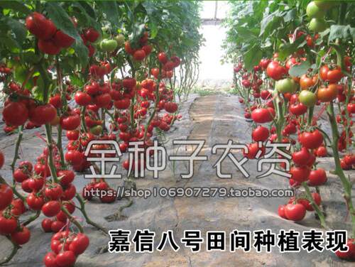 嘉信八号番茄种子孑  抗TY高产粉硬果番茄 西红柿种籽 大果产量高 - 图1