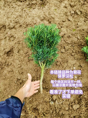 菊花芽罗汉松树苗，盆栽绿植造型庭院阳台盆景适用。 - 图1
